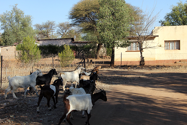 Botswana---Goats